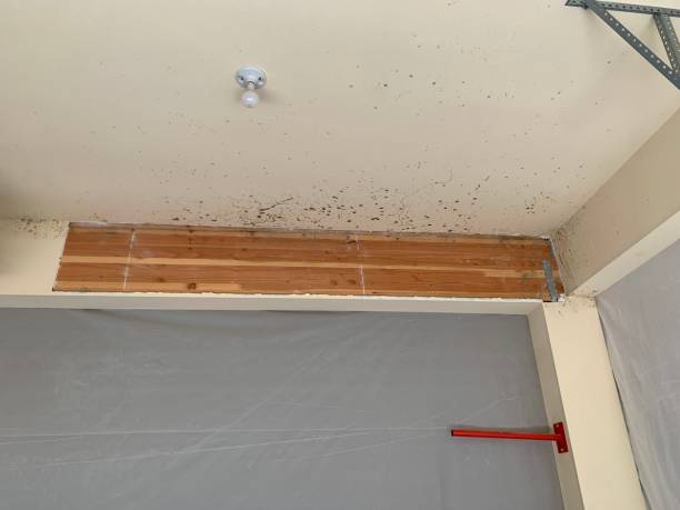 Best Basement Mold Removal  in Geneva, NY